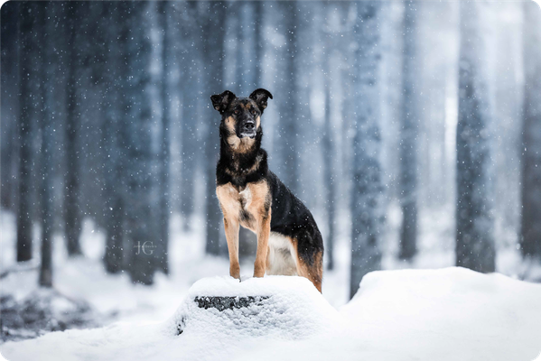 hund