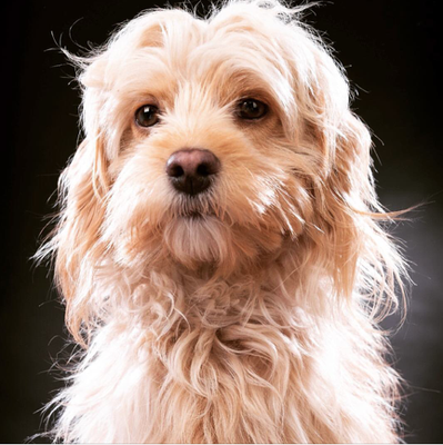 Cockerpoodle vor schwarzem Hintergrund frontal fotografiert