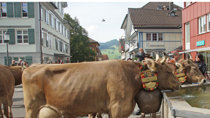 Almabtrieb-in-der-Schweiz-erleben-Tourismus