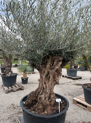 Baum 7