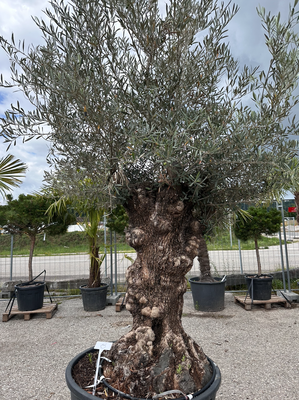 Baum 8