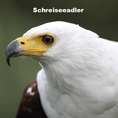 (Bilder aus Webseite www.Falconeria.ch)