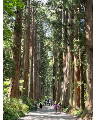 戸隠神社奥社への杉並木
