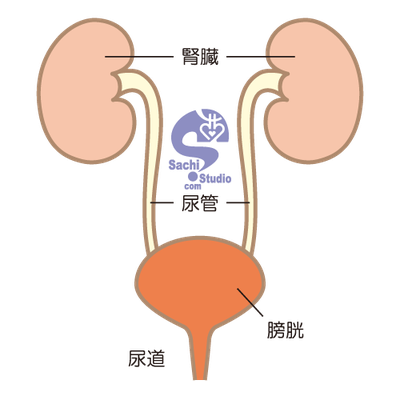 #sachi-studio　#illustration　#イラスト　#kidney　#腎臓