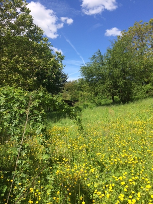 Insektenfreundliche Wiese (Dagmar Schülke)