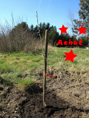 Achat ist eine Sauerkirschart