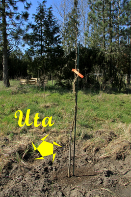 Uta ist eine Birnensorte