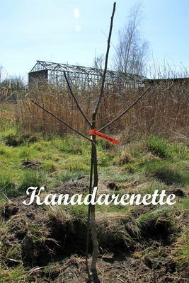 Die Kanadarenette ist ein Winterapfel