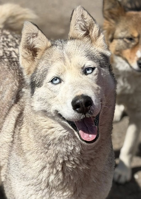 Akira