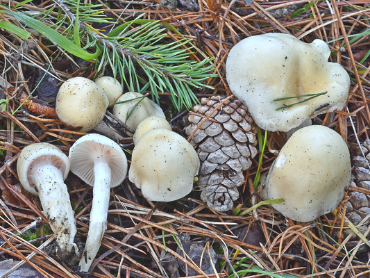 Hygrophorus gliocyclus Fr. (COMMESTIBILE) Foto Emilio Pini 