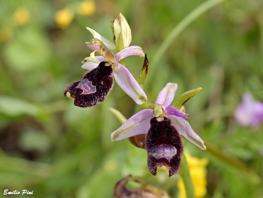 Ophrys bertoloni