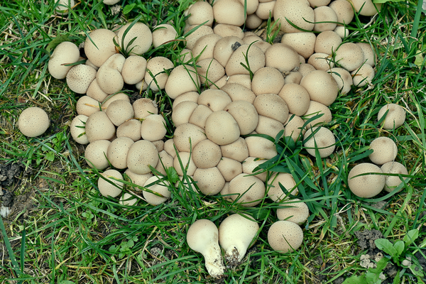 Lycoperdon pyriforme Schaeff. (COMMESTIBILE) Foto Emilio Pini