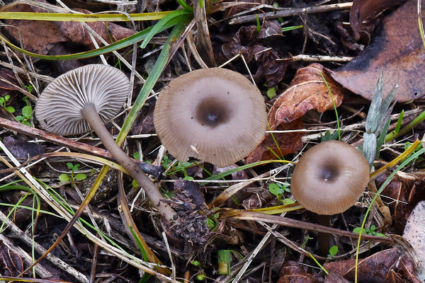 Omphalina epichysium (Pers.) Quél. 1886 (NON COMMESTIBILE) Foto Emilio Pini 