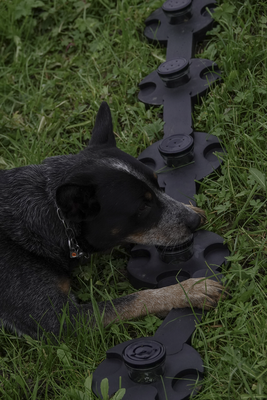 Asiatischer Laubholzbockkäfer; Tarlo asiatico; Capricorne asiatique; Spürhunde