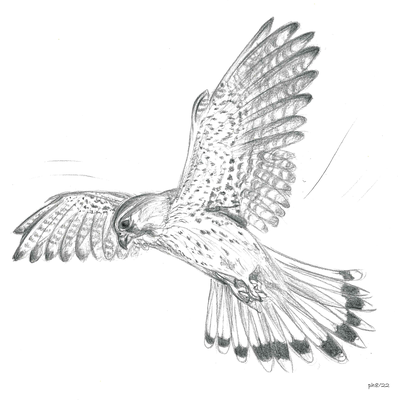 der Falke