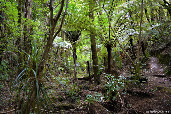 La randonnée: une boucle Paihia, Opua, Okiato, Russell, Paihia  Nouvelle-Zélande