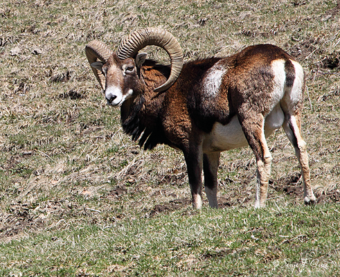 Mouflon mâle au pied du Puy de Sancy - Le Mont Dore - Auvergne - France (Avril 2013)