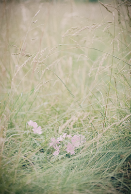 19 - argentique