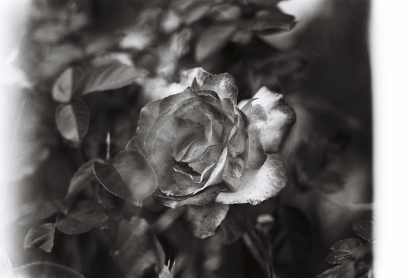 20 - argentique