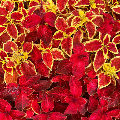 48/Twenty26: Happy CNY and wishing you plenty of fiery speed and stamina!