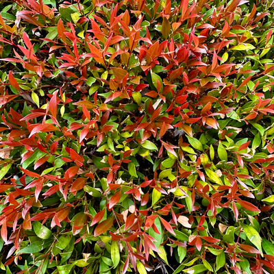 33/Twenty26: Colour palette: sponsored by this hedge