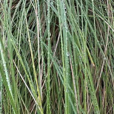 58/Twenty26: Finding some green beauty in a wet and gloomy city.