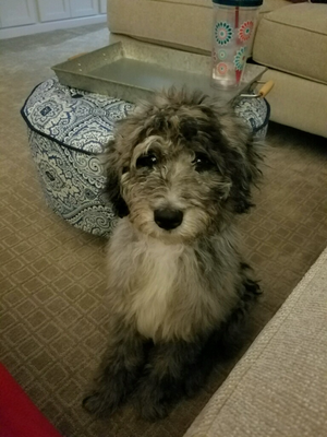 Aussiedoodle Grown Examples Oodle