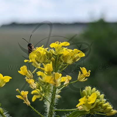 Guckguck