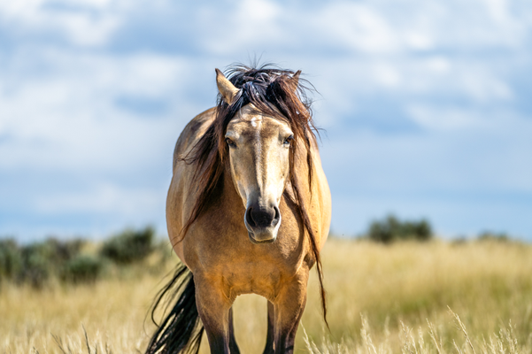 Wilde Mustangstute - Wyoming - Farbe