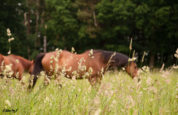 Erst wenn das Gras fast ausgeblüht ist kommen die Pferde auf die Sommerweide