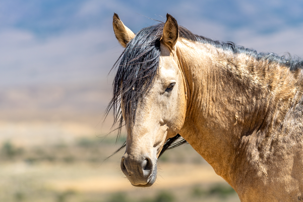 Wilder Mustanghengst - Nevada - Farbe