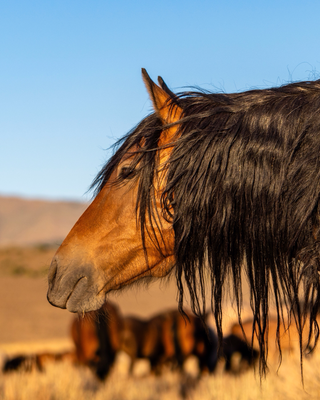 Wilde Mustangstute - Nevada - Farbe