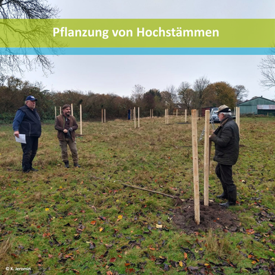 Neuanlage einer Streuobstwiese in Hollingstedt.