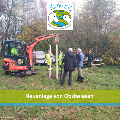 Neuanlage einer Streuobstwiese in Friedrichstadt.