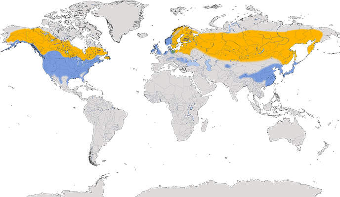 Karte zur Verbreitung der Schellente
