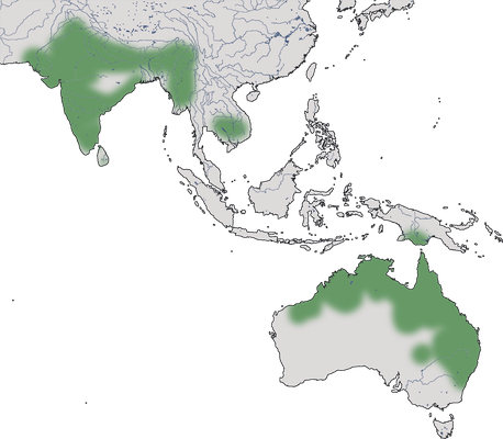 Karte zur Verbreitung des Riesenstorchs
