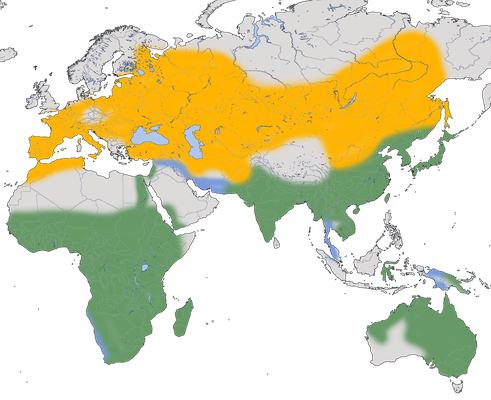 Karte zur Verbreitung des Schwarzmilans (Milvus migrans)