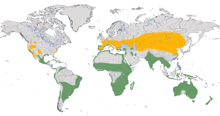 Karte zur Verbreitung des Stelzenläufers (Himantopus himantopus)