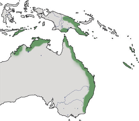 Karte zur Verbreitung der Braunkappen-Glanztaube (Chalcophaps longirostris)