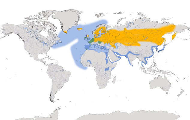 Karte zur Verbreitung der Lachmöwe (Chroicocephalus ridibundus)