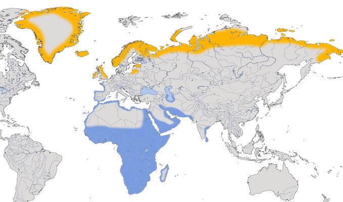 Karte zur Verbreitung des Sandregenpfeifers (Charadrius hiaticula)