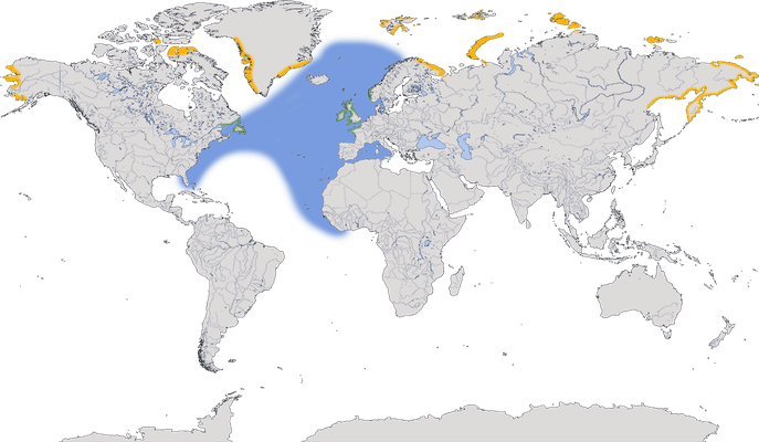 Karte zur Verbreitung der Dreizehenmöwe (Rissa tridactyla)
