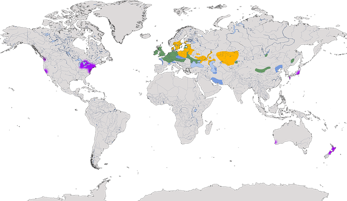 Karte zur weltweiten Verbreitung des Höckerschwans. Auflsöung: 9000x5000  