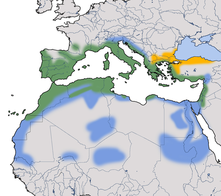 Karte zur Verbreitung der Samtkopfgrasmücke.