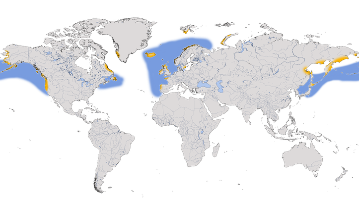 Karte zur Verbreitung der Trottellummen