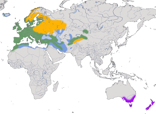 Karte zur Verbreitung der Amsel (Turdus merula)