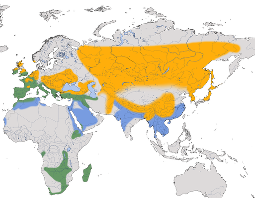 Verbreitung des Schwarzkehlchens (Saxicola rubicola) weltweit