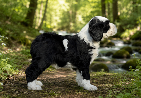 Tibet-Terrier-Welpe aus dem M-Wurf im Alter von 10 Wochen in natürlicher Umgebung.