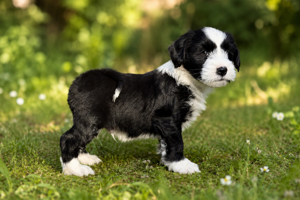 Tibet-Terrier-Welpe mit 10 Wochen sitzt aufmerksam auf einer grünen Wiese.
