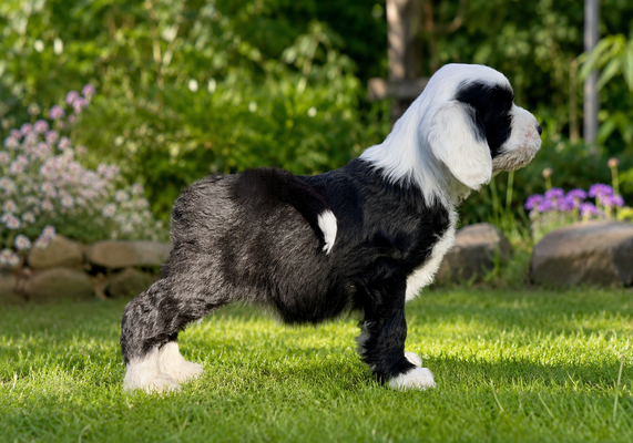 Tibet-Terrier-Welpe im Alter von 10 Wochen zwischen Gras und Pflanzen.